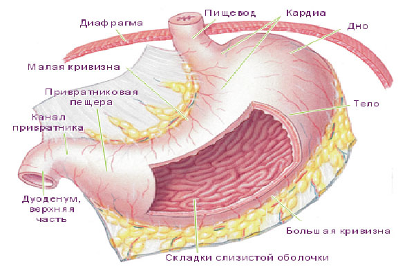 https://avatars.mds.yandex.net/get-zen_doc/230233/pub_5aaba64d8139bac4ce09a2cf_5aaba67100b3dd5e138958dd/scale_1200